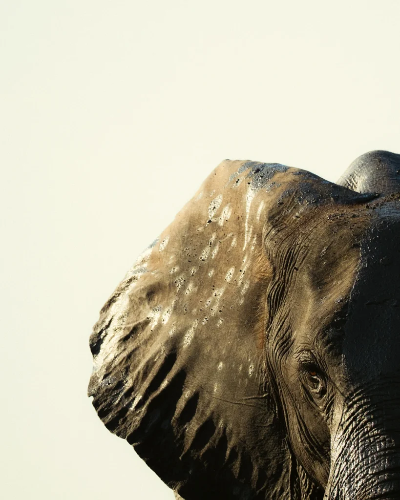 500mm F5.6 DG DN OS SPORTS ©Simon Leser